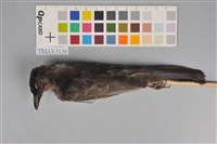 藏品(紅嘴黑鵯)的圖片